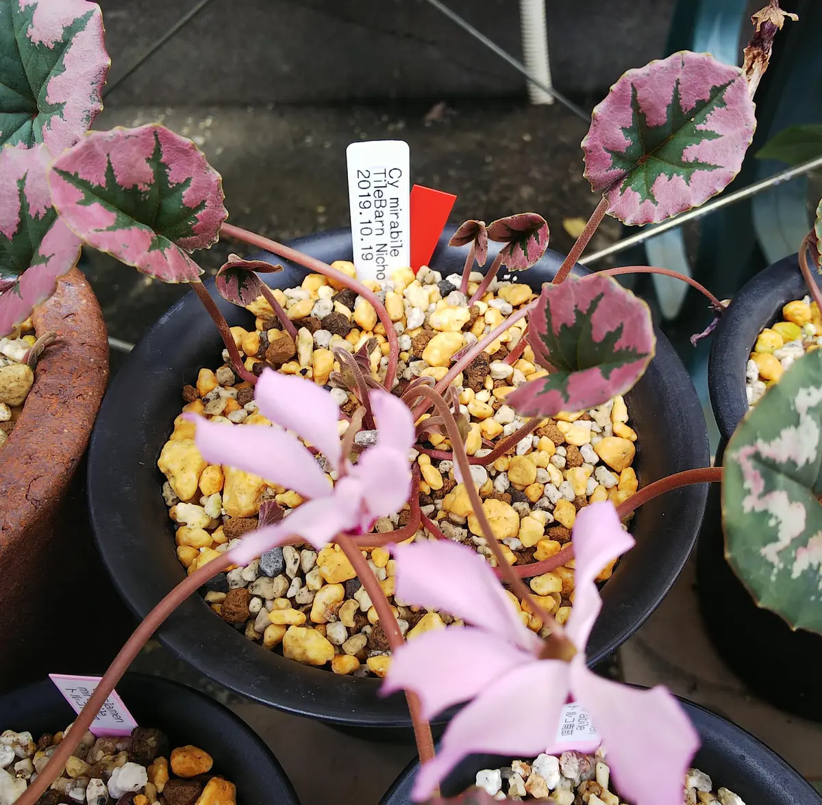 ミラビレタイルバーン・ニコラスイギ「原種シクラメン」のアルバム