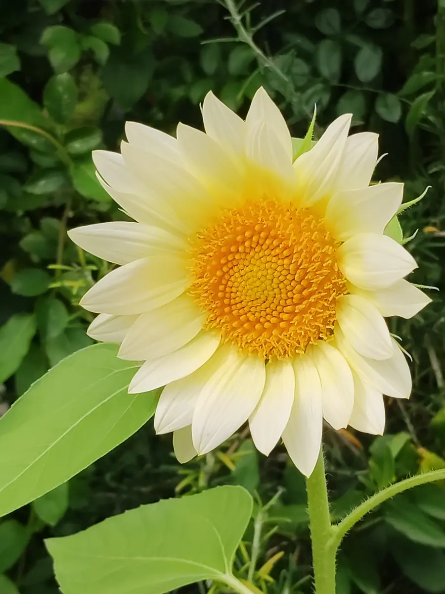 向日葵 ホワイトライト「2024年庭の花達」のアルバム-みんなの
