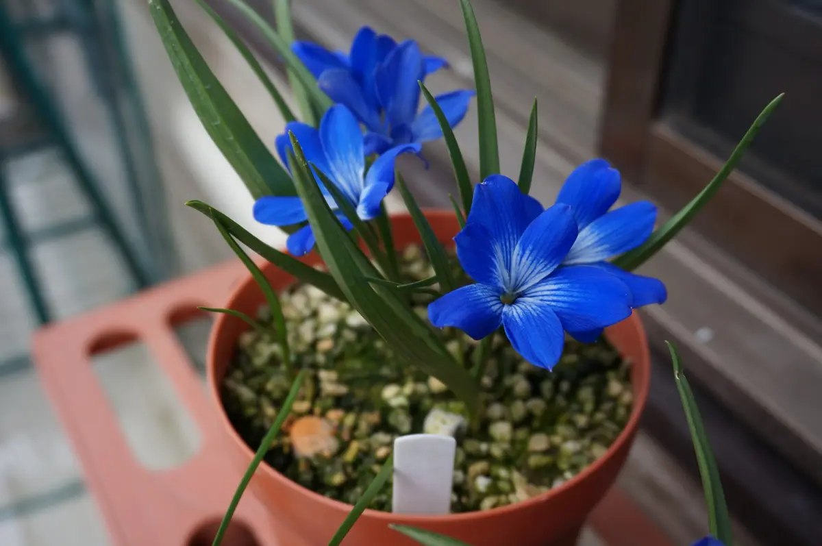 テコフィレア・シアノクロッカス我が「球根の花」のアルバム