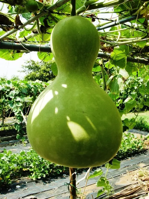 イプ」。フラを踊るときに使用する。「ジャンボひょうたん（大槻