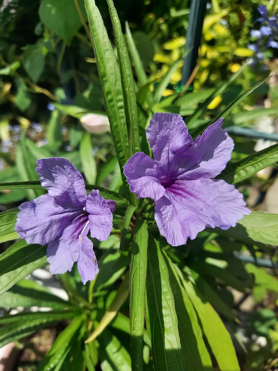 ムラサキルエリアの花。暑い中、きれい「お気に入りの花」の