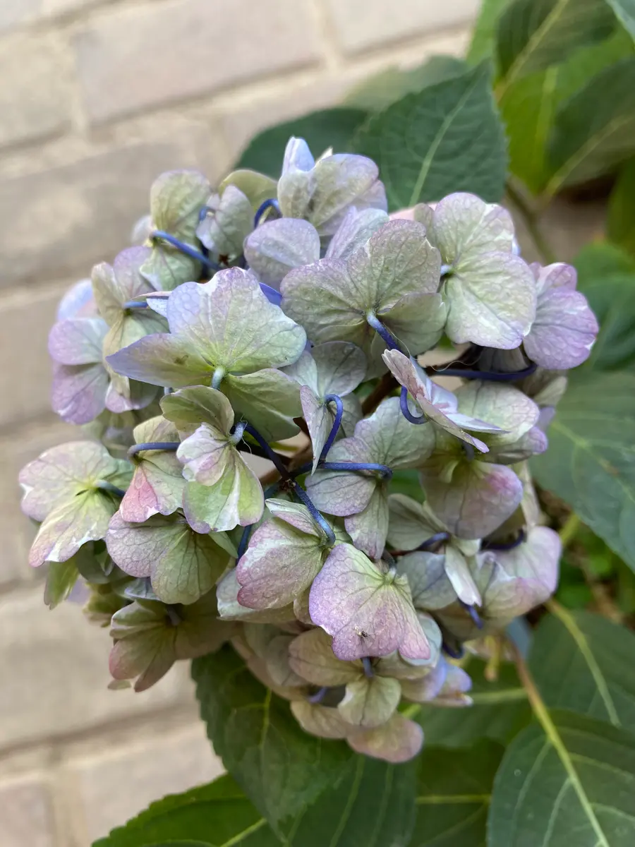 アジサイ “ラブリーデイ”下を向いてし「我が家のアジサイ 2024」の