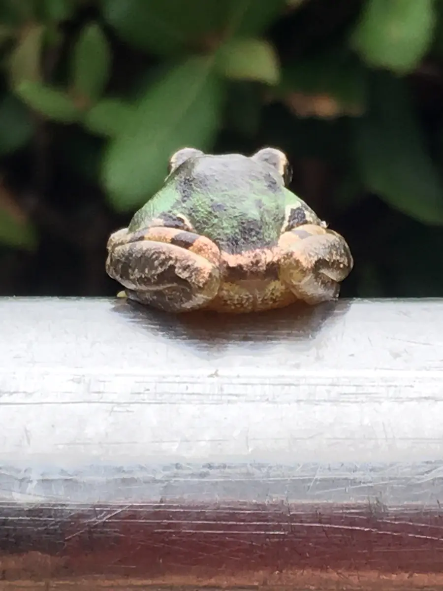 かえるさん専用ページ 第21回松本かえるまつりチラシが出来ました！ | 信州・松本 なわて通り