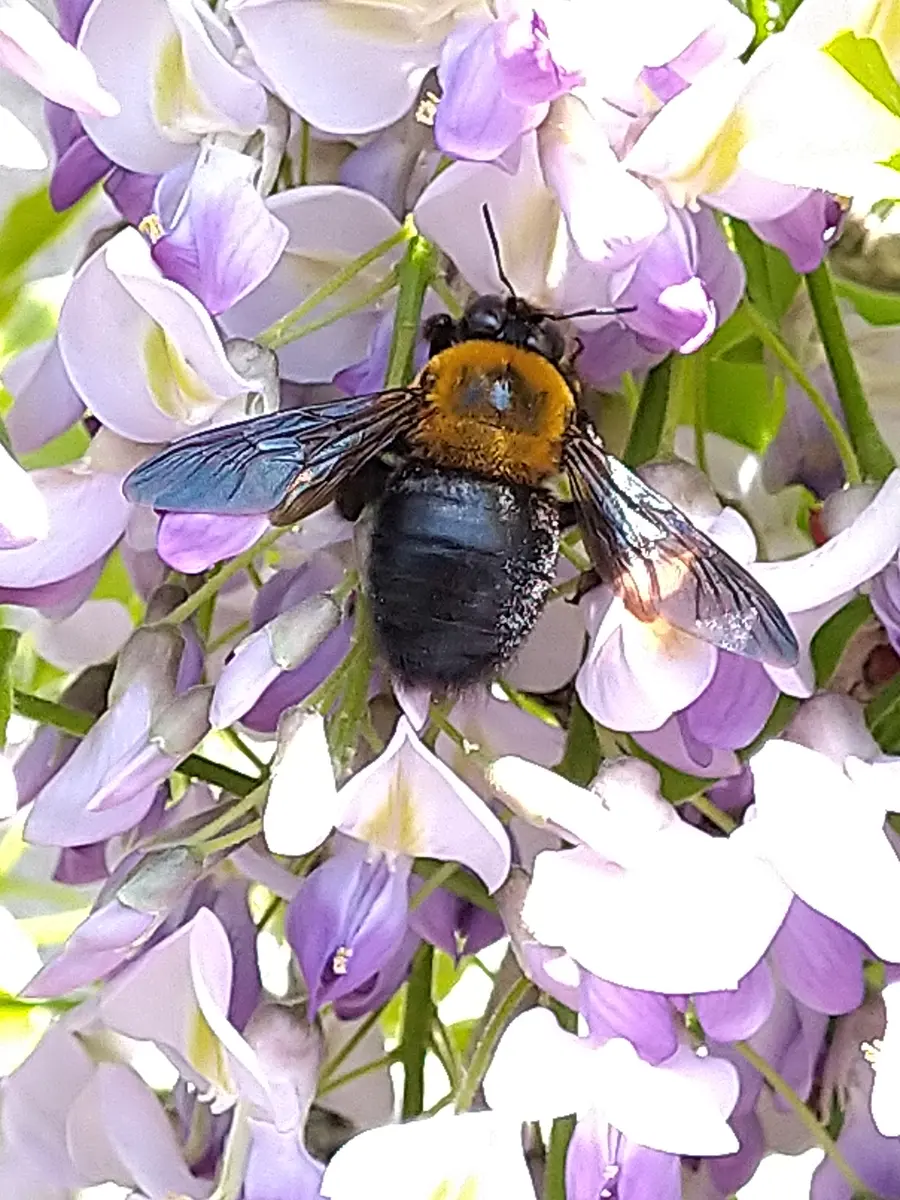 【⭐︎大幅お値下げ⭐︎】花よりも花の如く1〜13＆NATURAL 11 藤今年は藤の花にクマバチが来ない事「我が家のお花たち④'24