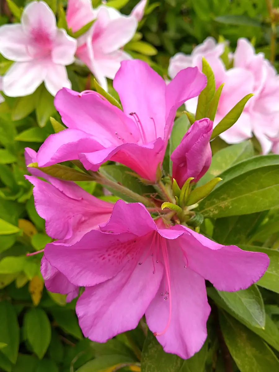 ツツジ紫も咲き始めました。「我が家のお花たち④'24初夏〜」の