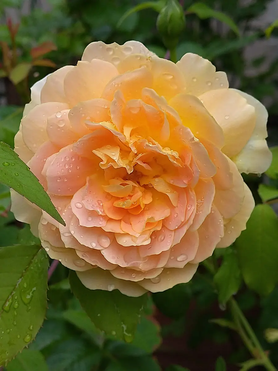 バラ🌹モリニュー雨の中でまた咲いて「我が家のお花たち④& バラ🌹モリニュー雨の中でまた咲いて「我が家のお花たち④&