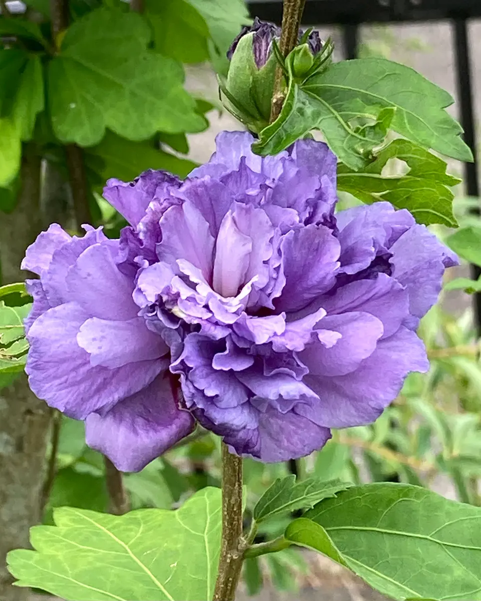 ムクゲ・紫玉。蕾が少し開き始めてから「夏の花」のアルバム