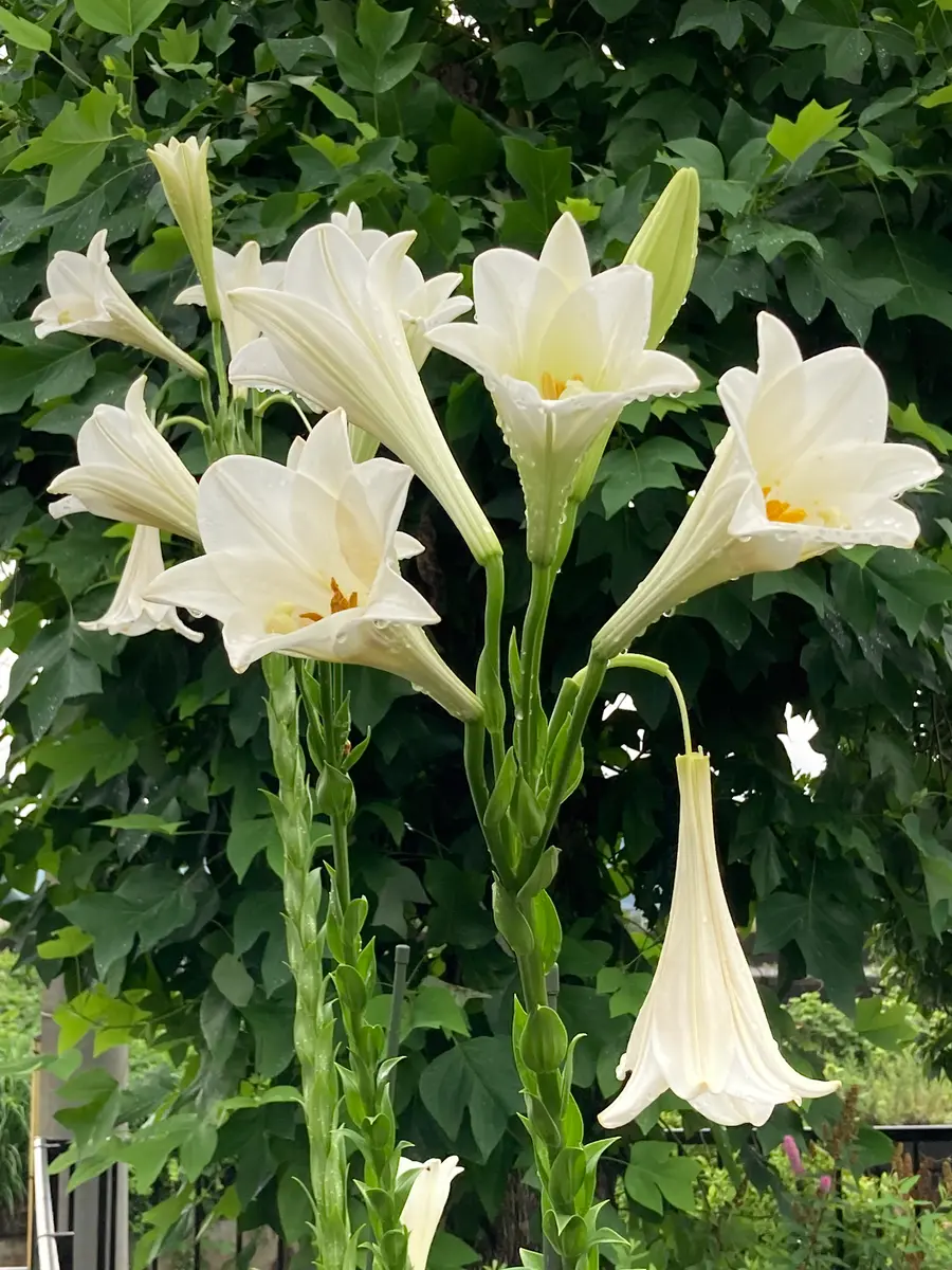 ユリ（百合）の写真-みんなの趣味の園芸2265331