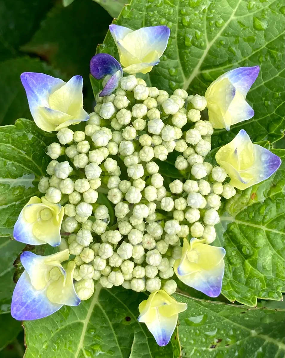 アジサイ。青と紫のグラデーションが、「夏の花」のアルバム