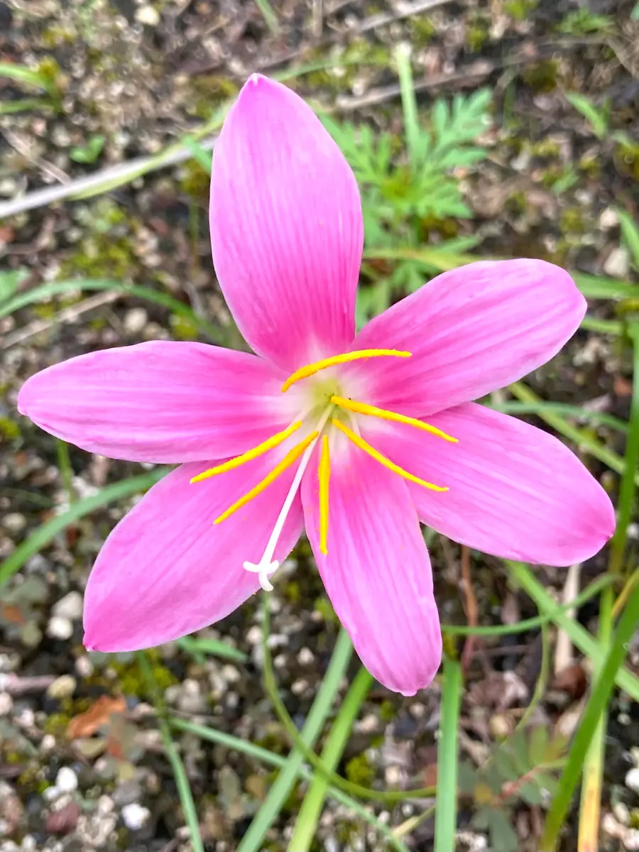 夏 ピンク の 花