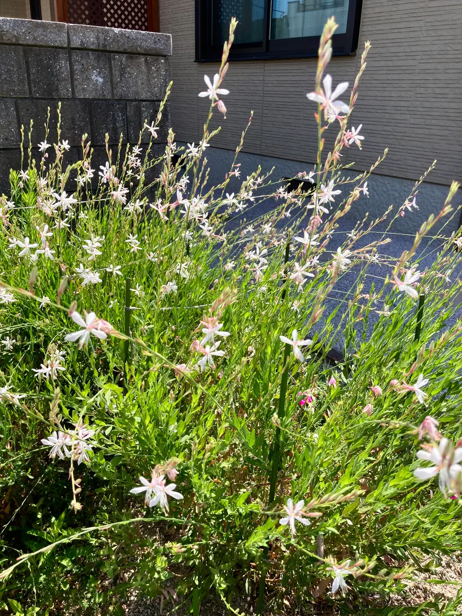 白蝶草②。咲き揃った花が、風に揺れる🫨「夏の花」のアルバム