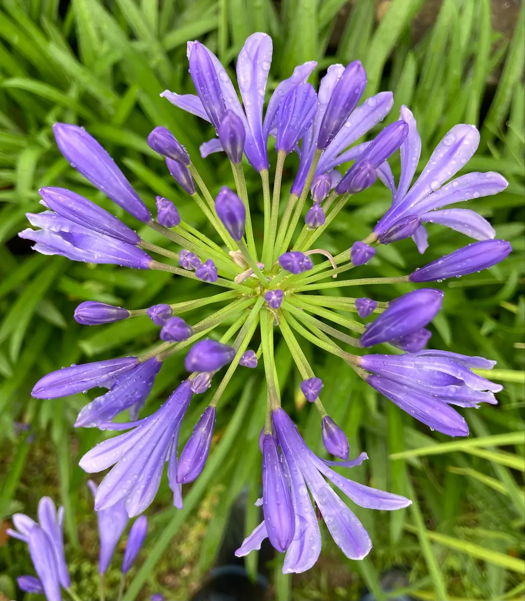 濃い紫色の多弁花　確認用 Agapanthus 'Poppin' Purple' | Seeding