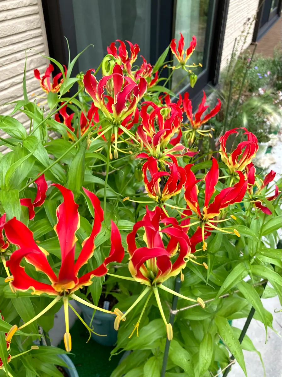 グロリオサ(鉢植え)。こちらも、炎🔥の「夏の花」のアルバム