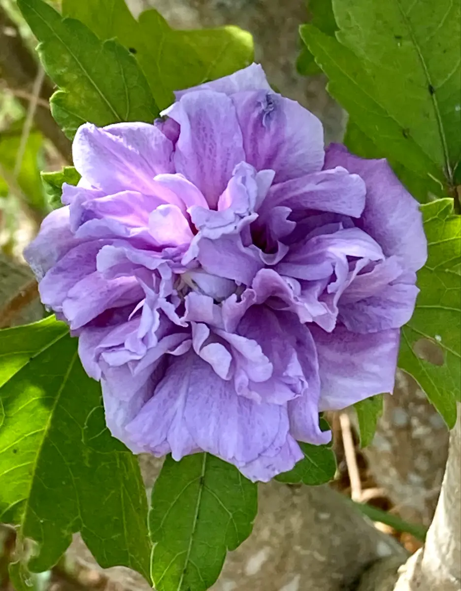 多肉植物 紫ピンク グラデーション 花芽付き*6 多肉植物 紫ピンク グラデーション 花芽付き*6 多肉植物 紫ピンク