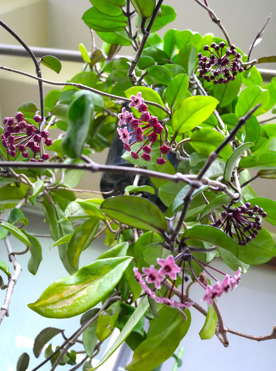 サクラランの蕾🤗一部、咲き始めまし「6月の花」のアルバム