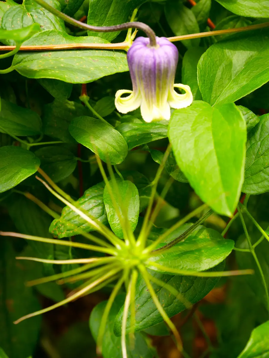 【限定特価】 クレマチス 会津の風「6月の花」のアルバム-みんなの趣味の園芸 花