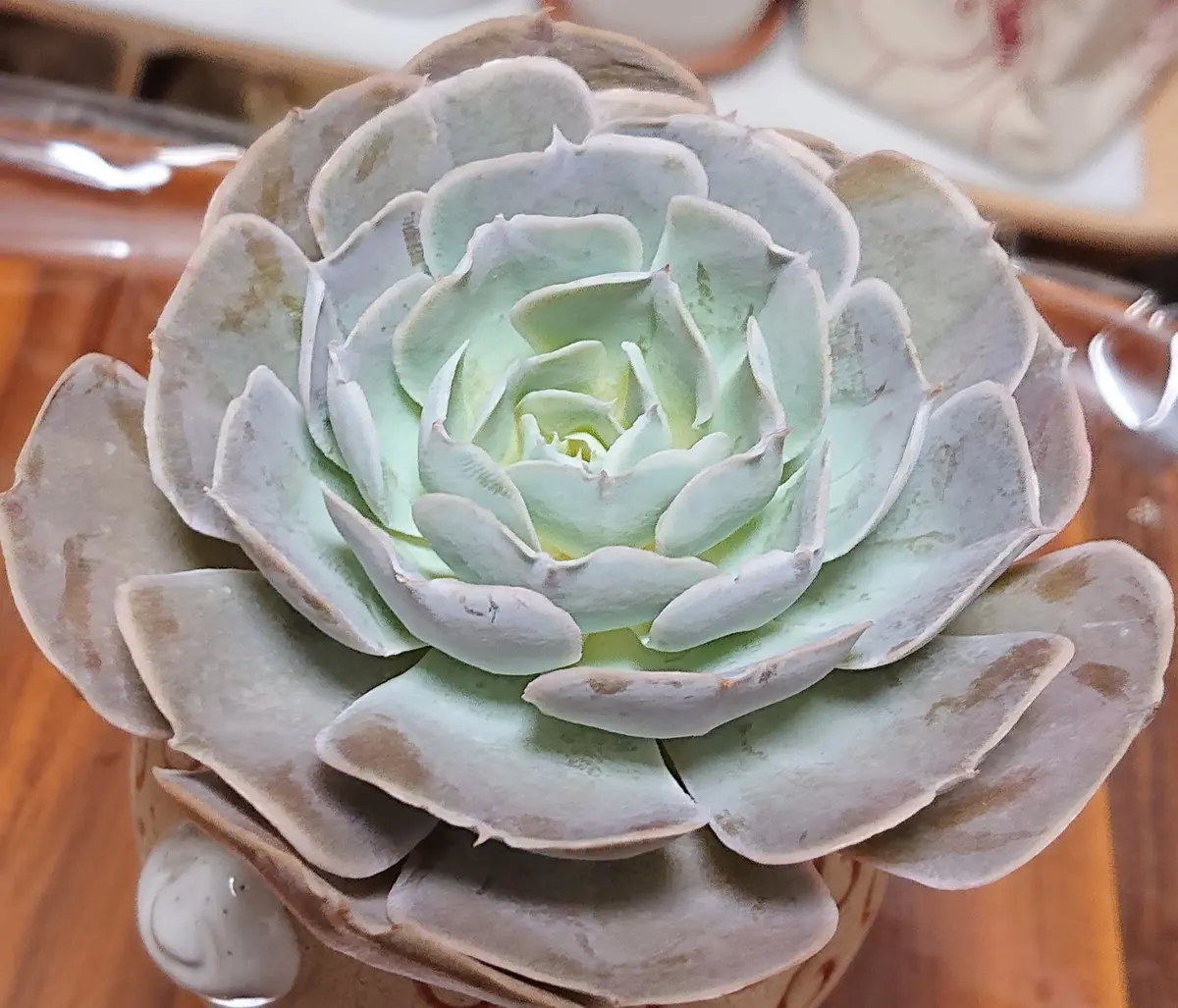 Top【選抜株】多肉植物　8026蜃気楼 シンキ口ウ　10個　鉢無し/脱土 蜃気楼…名前も好き🩷通販でやっと見つけ「私の好きな多肉🩷」の