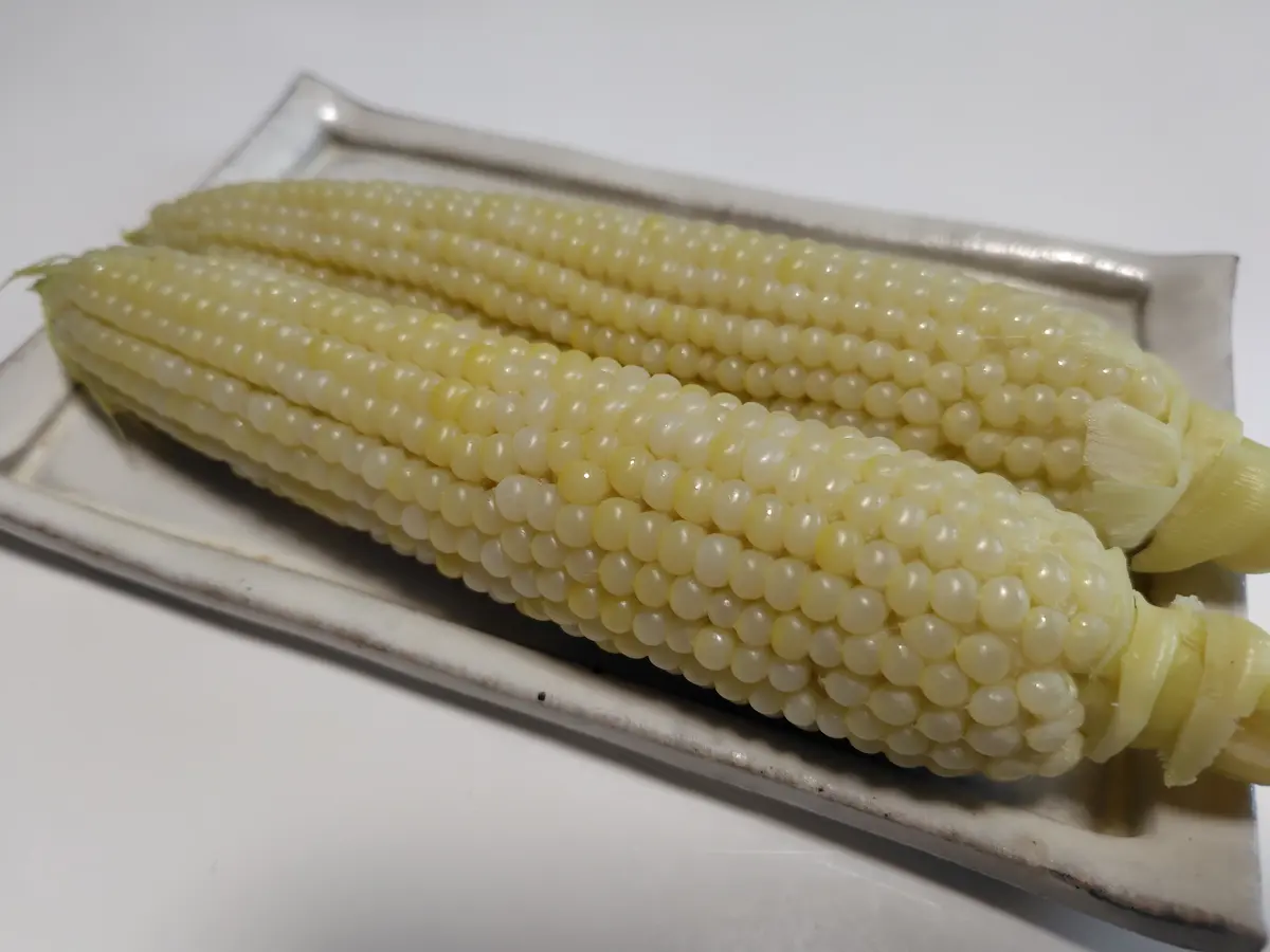 収穫が早すぎたトウモロコシ🥲カボチ「2024_畑だより」の