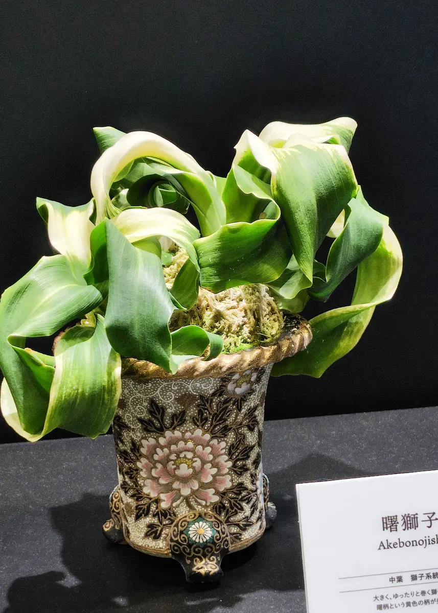 万年青　蓬春 オモト（万年青）の写真-みんなの趣味の園芸2465585