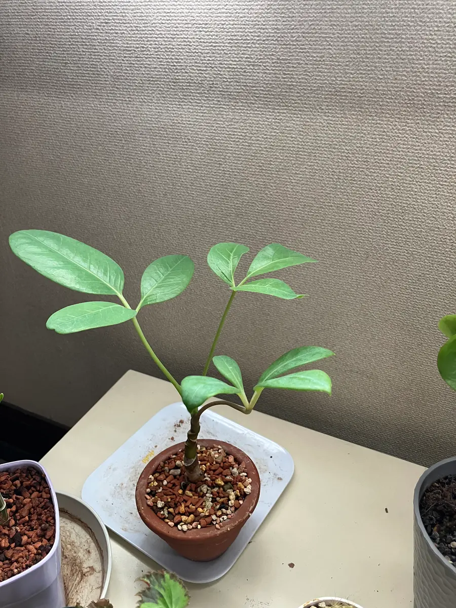 本来のブラッサイアの葉こちらが挿し木「観葉植物」のアルバム