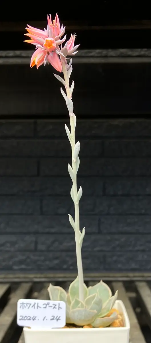 ホワイトゴースト 少し水を切りすぎ「2024多肉植物の花・6月