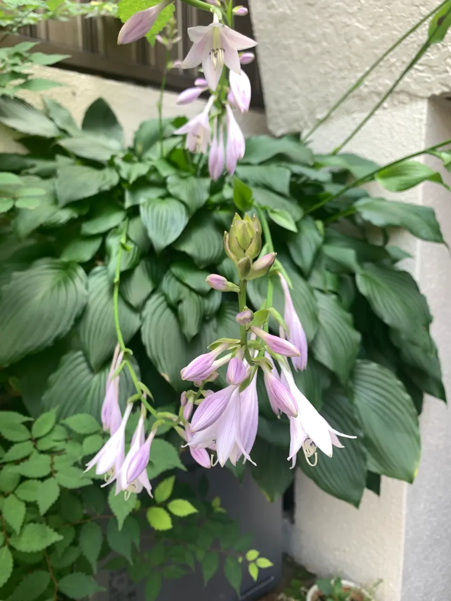 ギボウシ「6月の花」のアルバム-みんなの趣味の園芸2244666