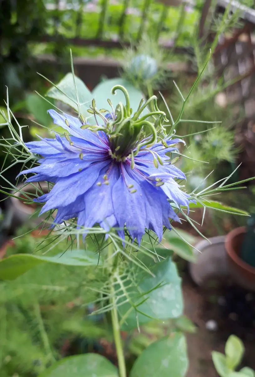 デルフィニウムの鉢に、ニゲラが同居し「'24初夏からの花」の