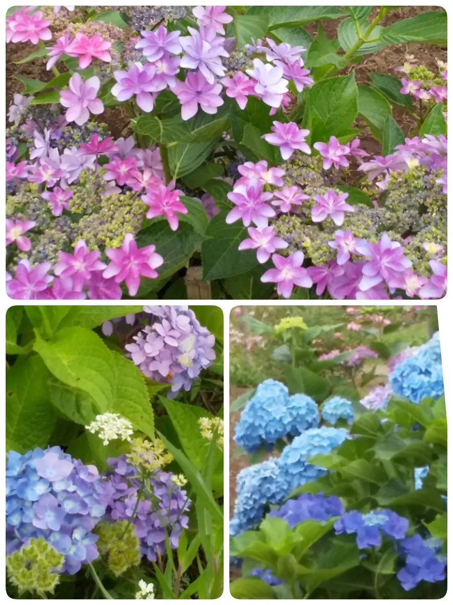 美しい 紫陽花風車の下のｱｼﾞｻｲが💮🤍💠🌸♪「2024～2025🌳🌸お出かけ 絵画