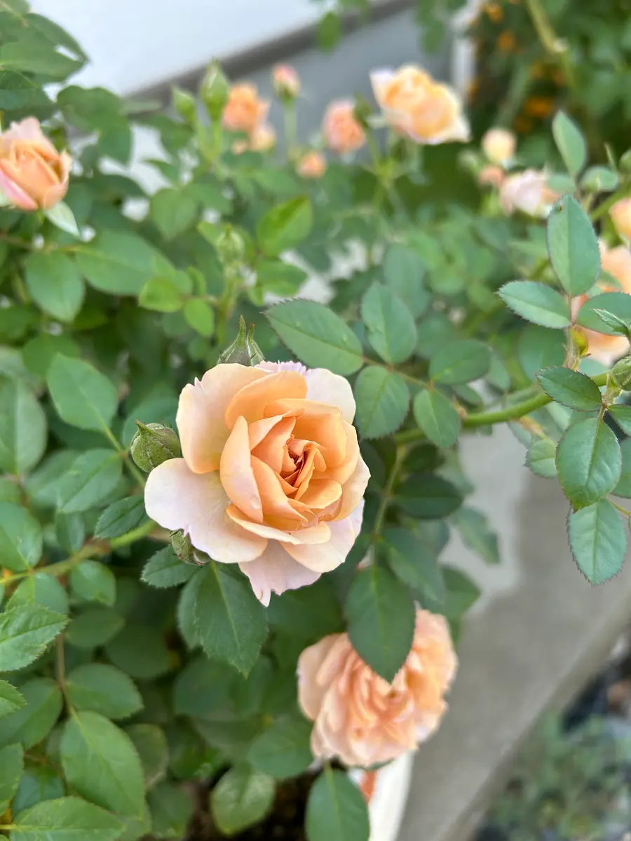 2番花⭐︎ミニバラカーナハニーゴール「バラ」のアルバム-みんなの