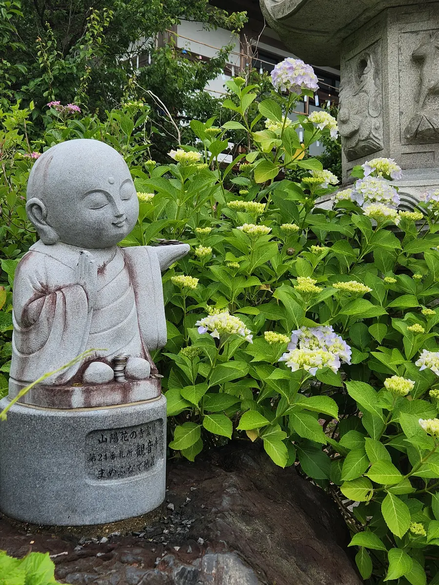 可愛いお地蔵と紫陽花「紫陽花寺」のアルバム-みんなの趣味の園芸2235450