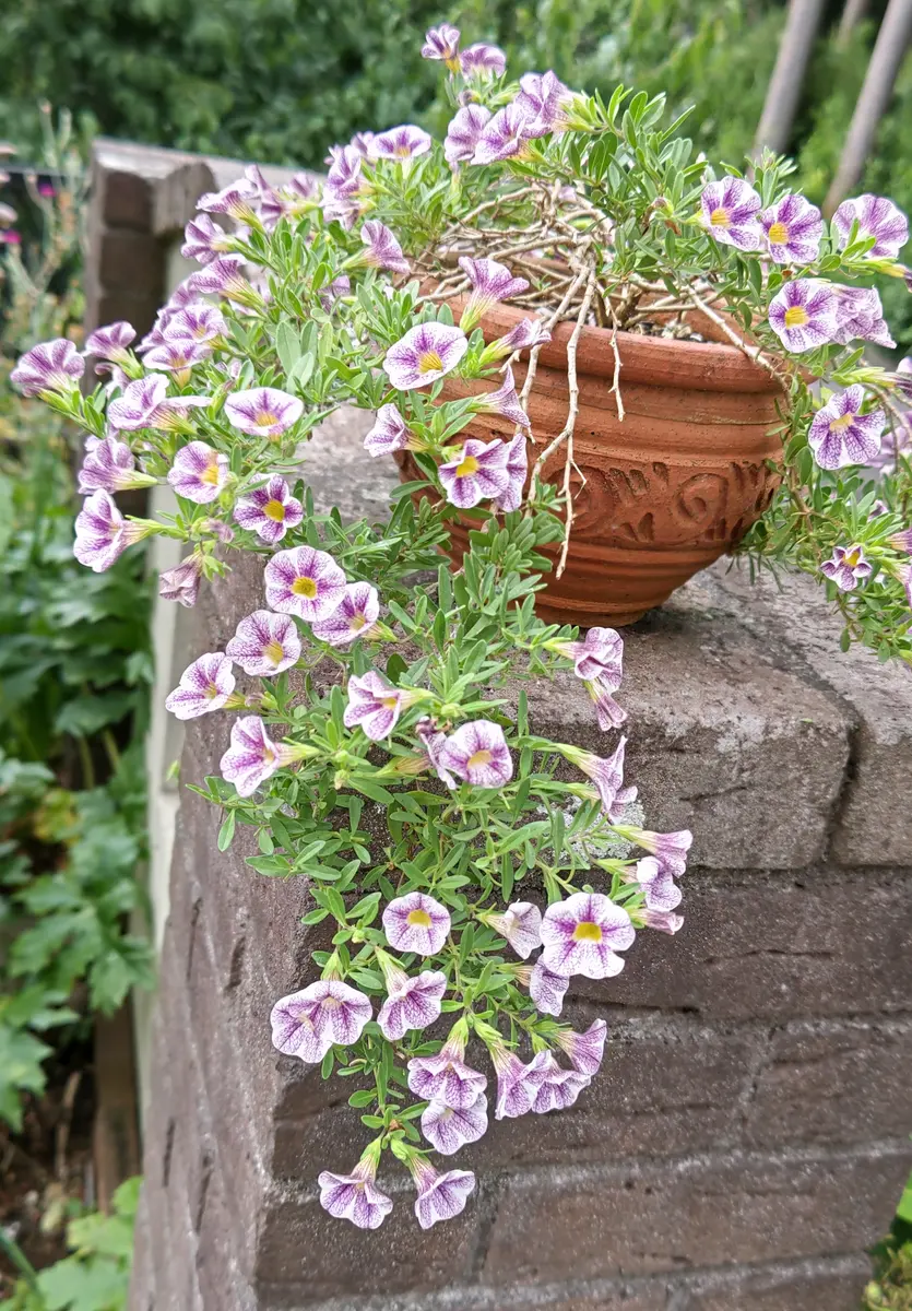 【商談中】ガーデンカリブラコア　スイングベル追記 商談中】ガーデンカリブラコア スイングベル追記