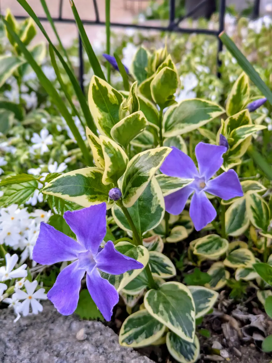 ツルニチニチソウ斑入り葉と紫の花が「ひろガーデンへようこそNo3