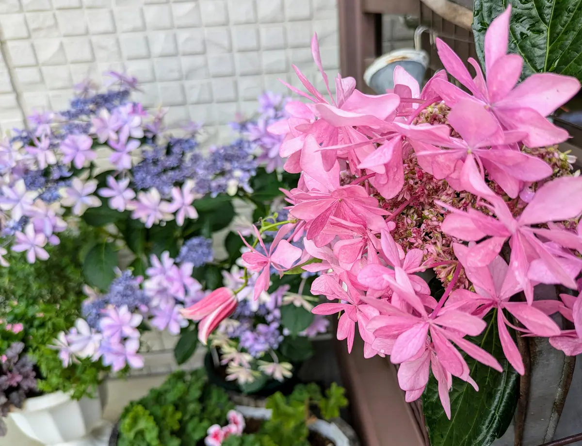 2色の紫陽花ダンスパーティー手前は「ひろガーデンへようこそNo3
