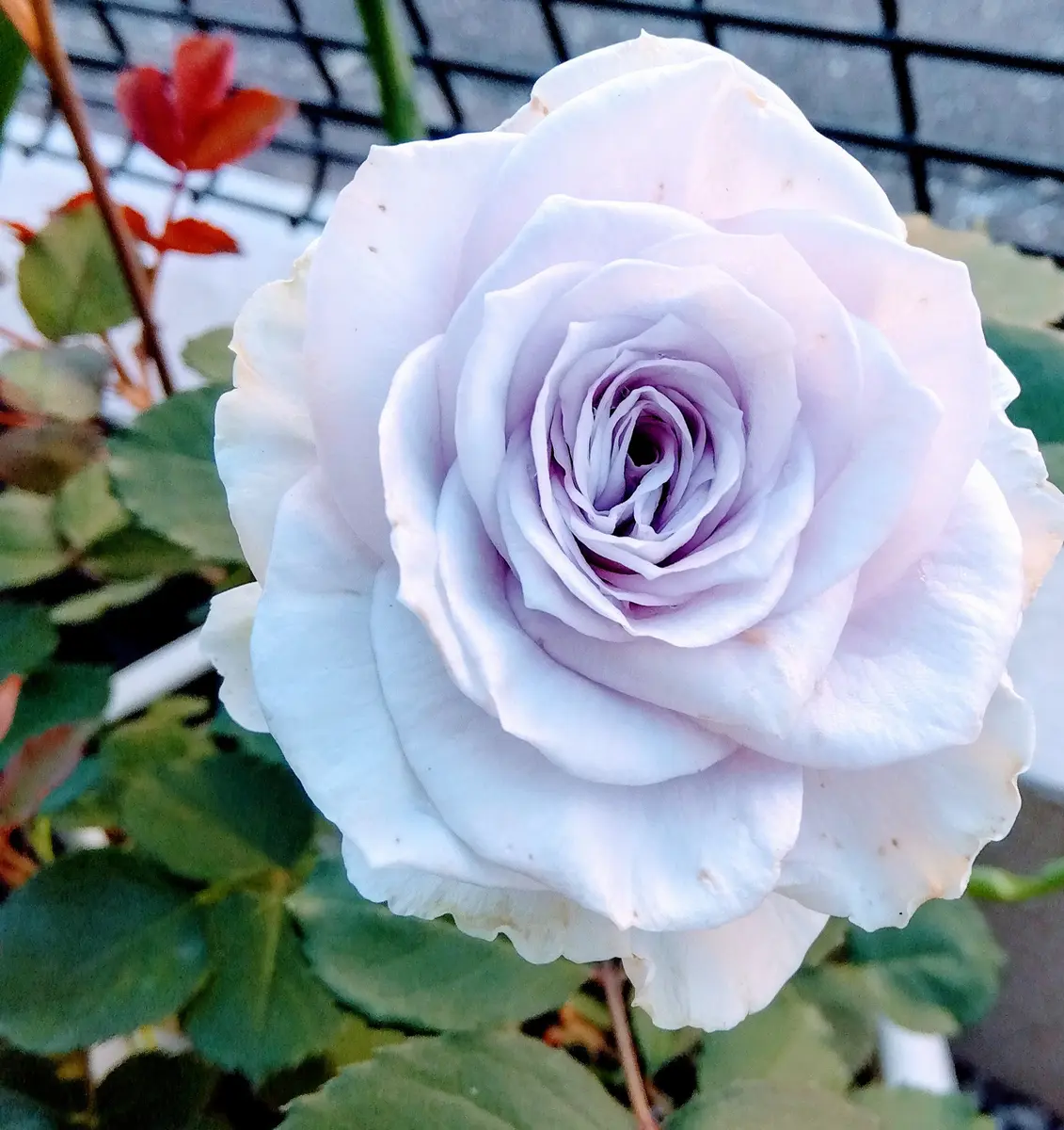 9/17 超希少　販売無し　良苗　魅惑のバラ　ブルーショコラ　左側は室内撮影 バラ ブルーグラビティ バラ苗