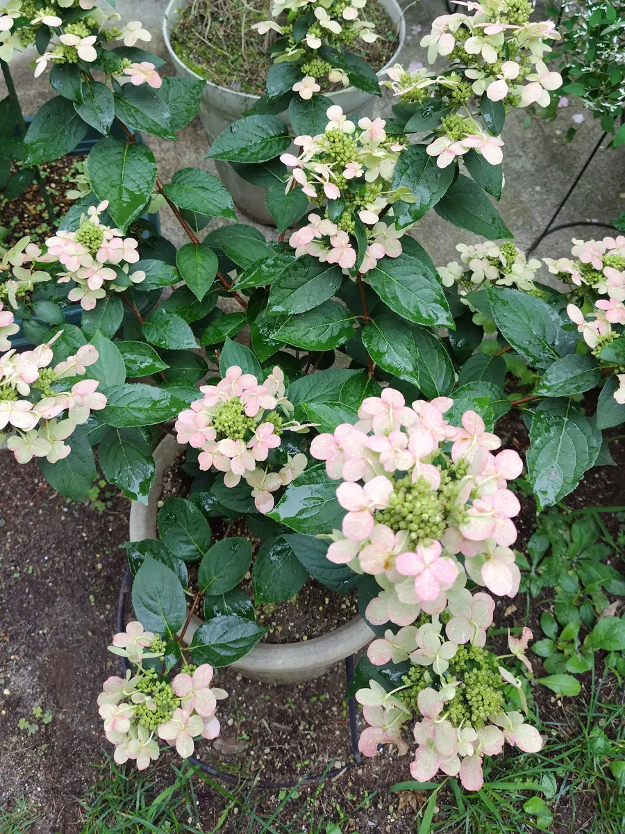 吉田博、植物園の睡蓮、希少な額装用画集より、新品高級額装付、状態良好 ノリウツギポールスター、昨年お迎えし「2024夏の庭」のアルバム