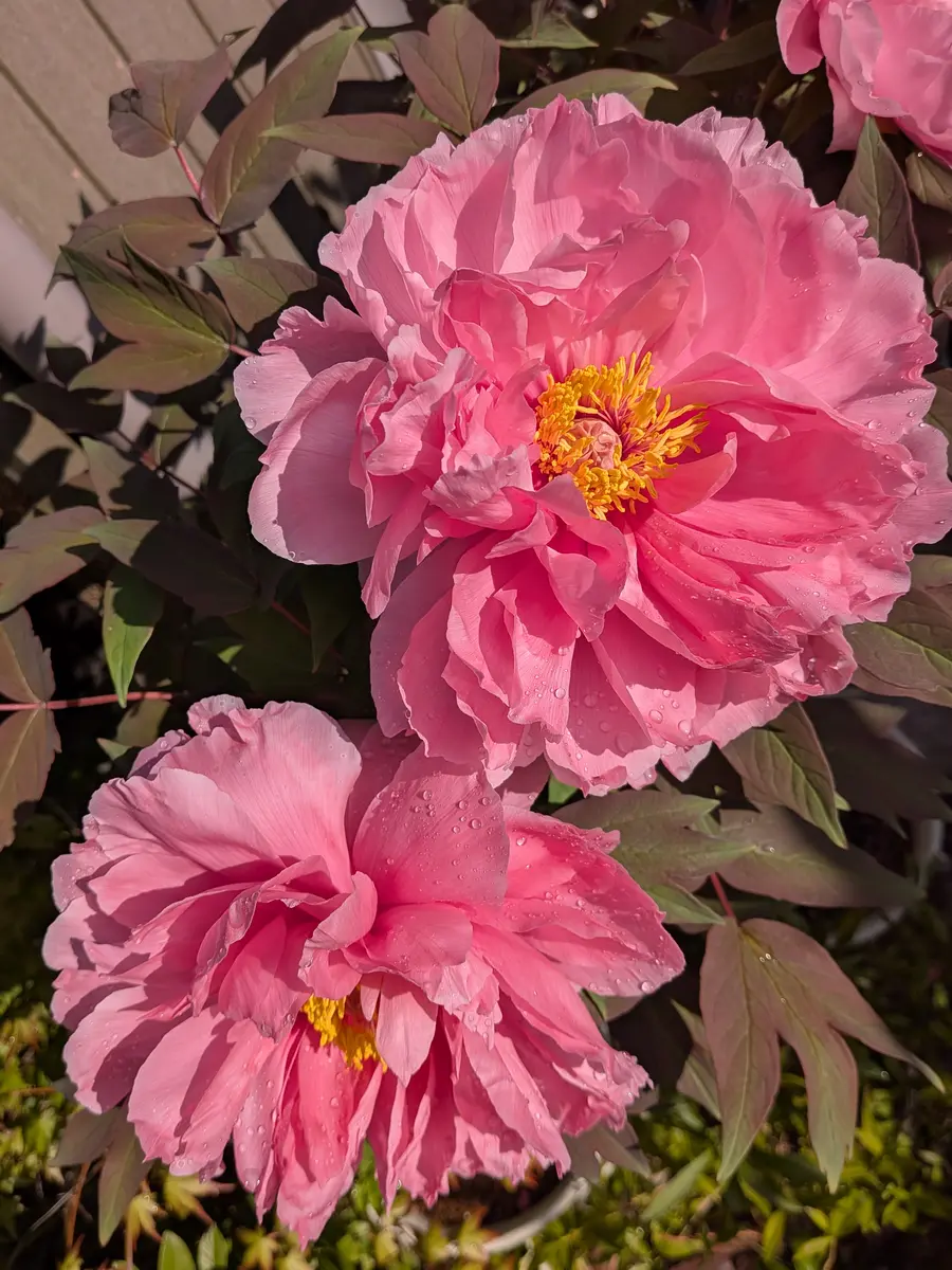 ぼたん 八千代椿✨️何度も庭に出て、「我が家の花ちゃんたちその2