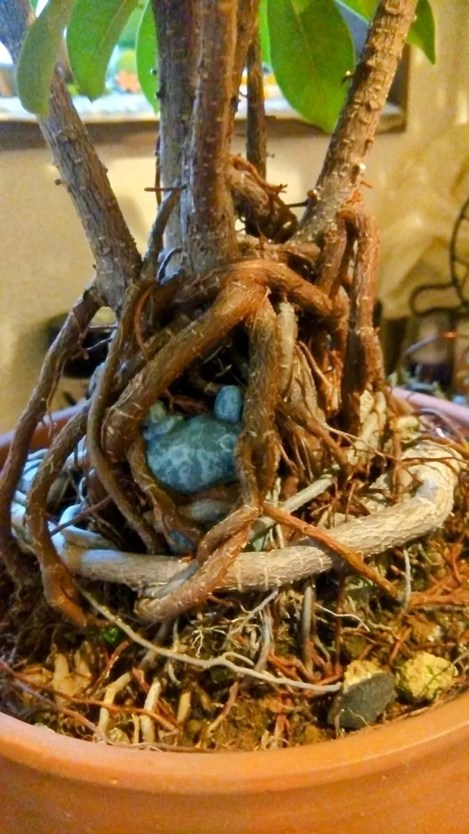 110円ダイソーガジュマルでジブリ感を出「🌱育成記録用📱」の