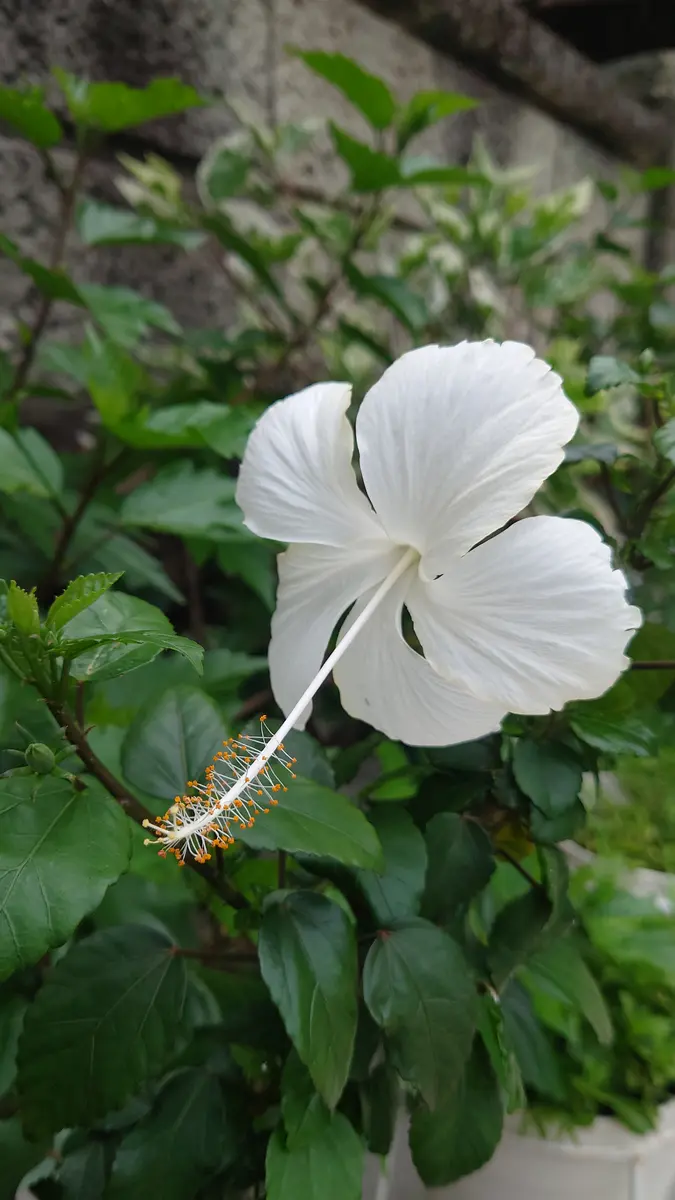 ハイビスカスの写真-みんなの趣味の園芸2249266