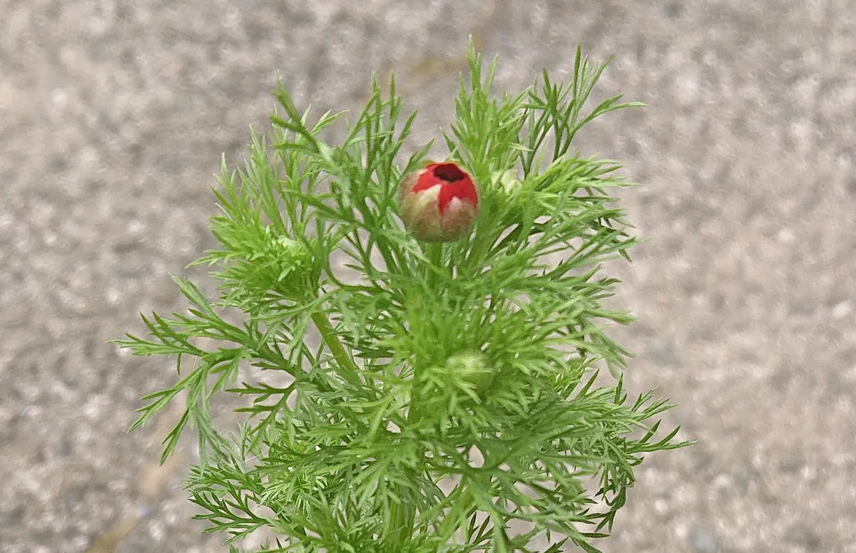 26粒播種してたったの1つしか発芽しなか「夏咲福寿草」のアルバム