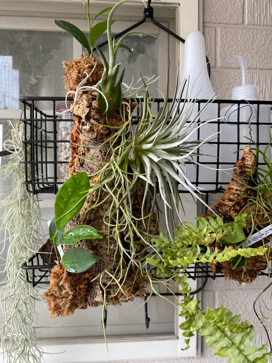 ベルゲリー チランジア コルク仕立て エアープランツ大型コルク仕立て