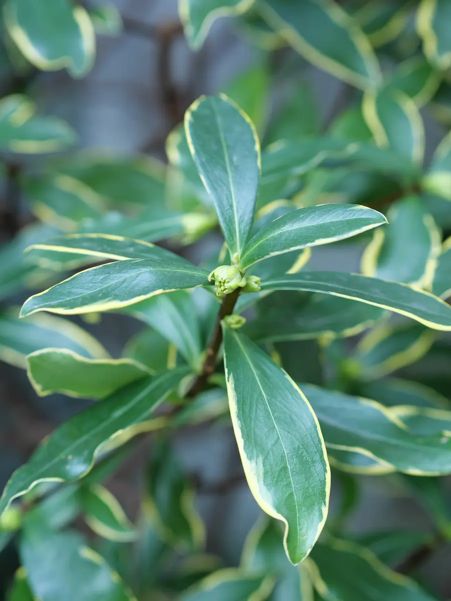沈丁花花芽が膨らんできた。まだ白い「庭の植物」のアルバム