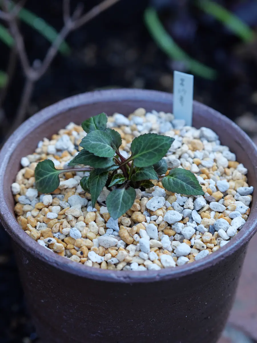 葉っぱ 岩沙参深緑色の葉っぱがだいぶしっかり「庭の植物」のアルバム