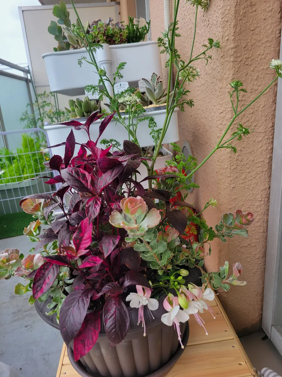 アデナンサス(クネータスバスケットフ「寄せ植え」のアルバム