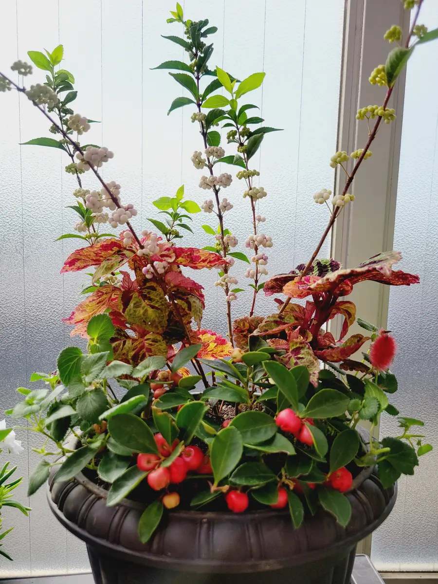 ムラサキシキブ、コリウス、キャットテ「寄せ植え」のアルバム