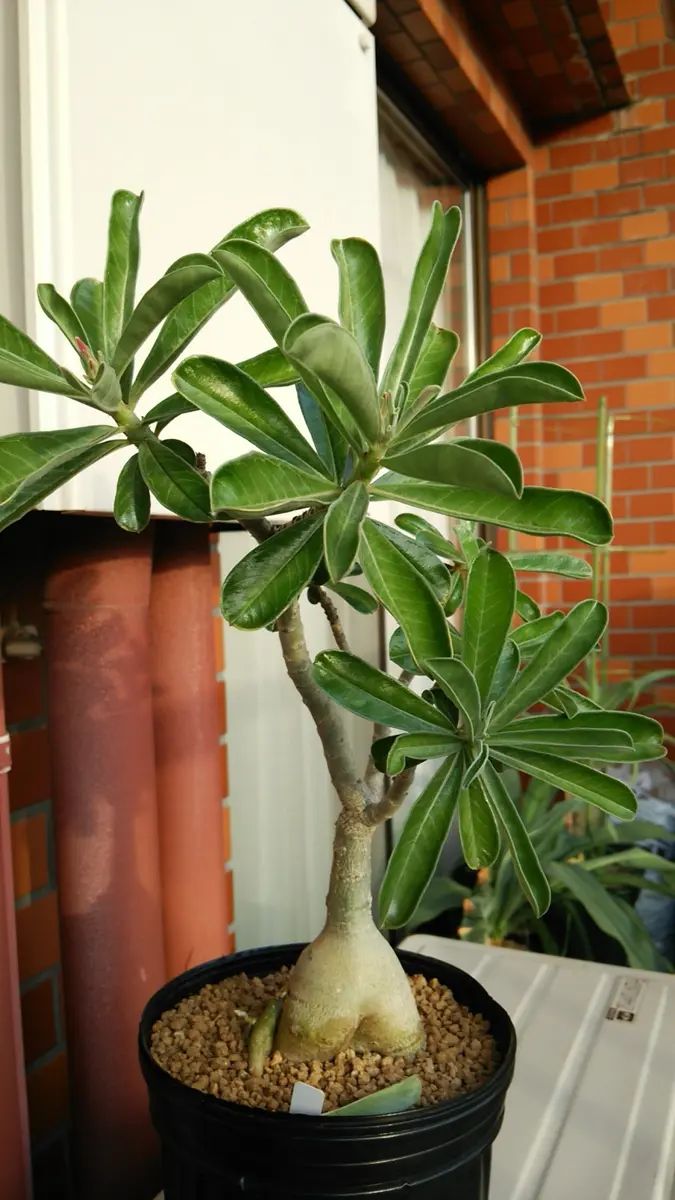 Adeniumswazicumスワジランド王国、「原種アデニウム」のアルバム