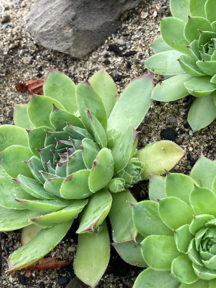 地植えしたセンペルビウムに子株がつき「R6年」のアルバム-みんなの