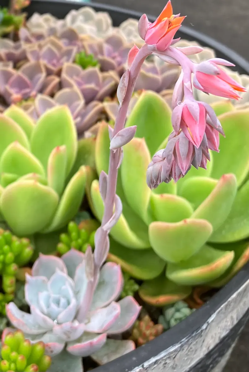 サブセシリスの花「2024多肉植物の花・7〜8月」のアルバム-みんなの