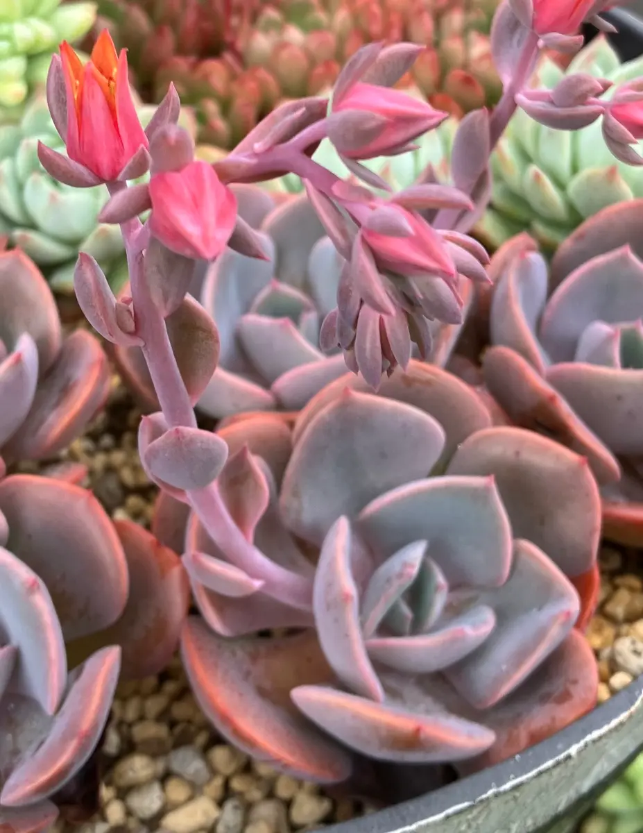 ダスティーローズの花「2024多肉植物の花・7〜8月」のアルバム