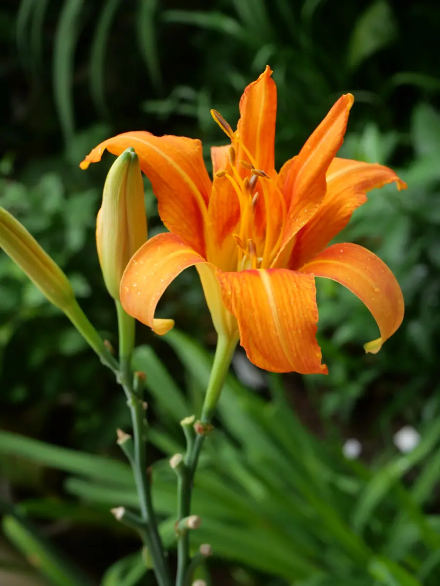 ヤブカンゾウ一日花ですが、蕾が次々「7月の花」のアルバム