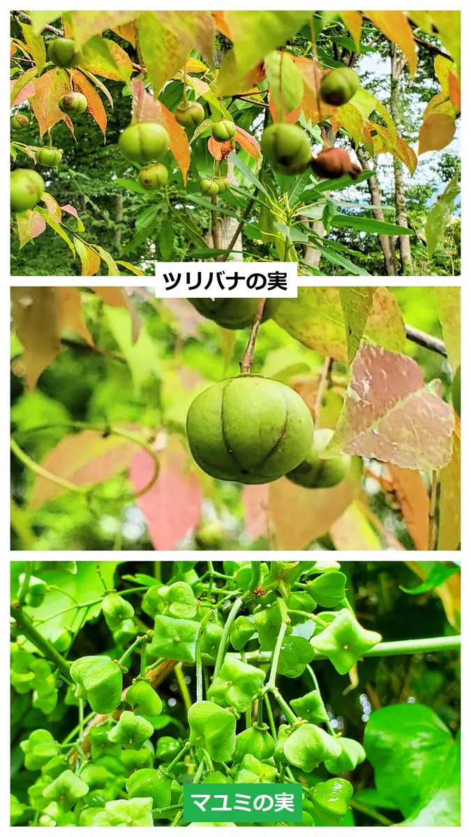 山採り天然　ツリバナ　双幹　1 山採り天然 ツリバナ双幹